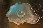 spiral earth - hand made plate